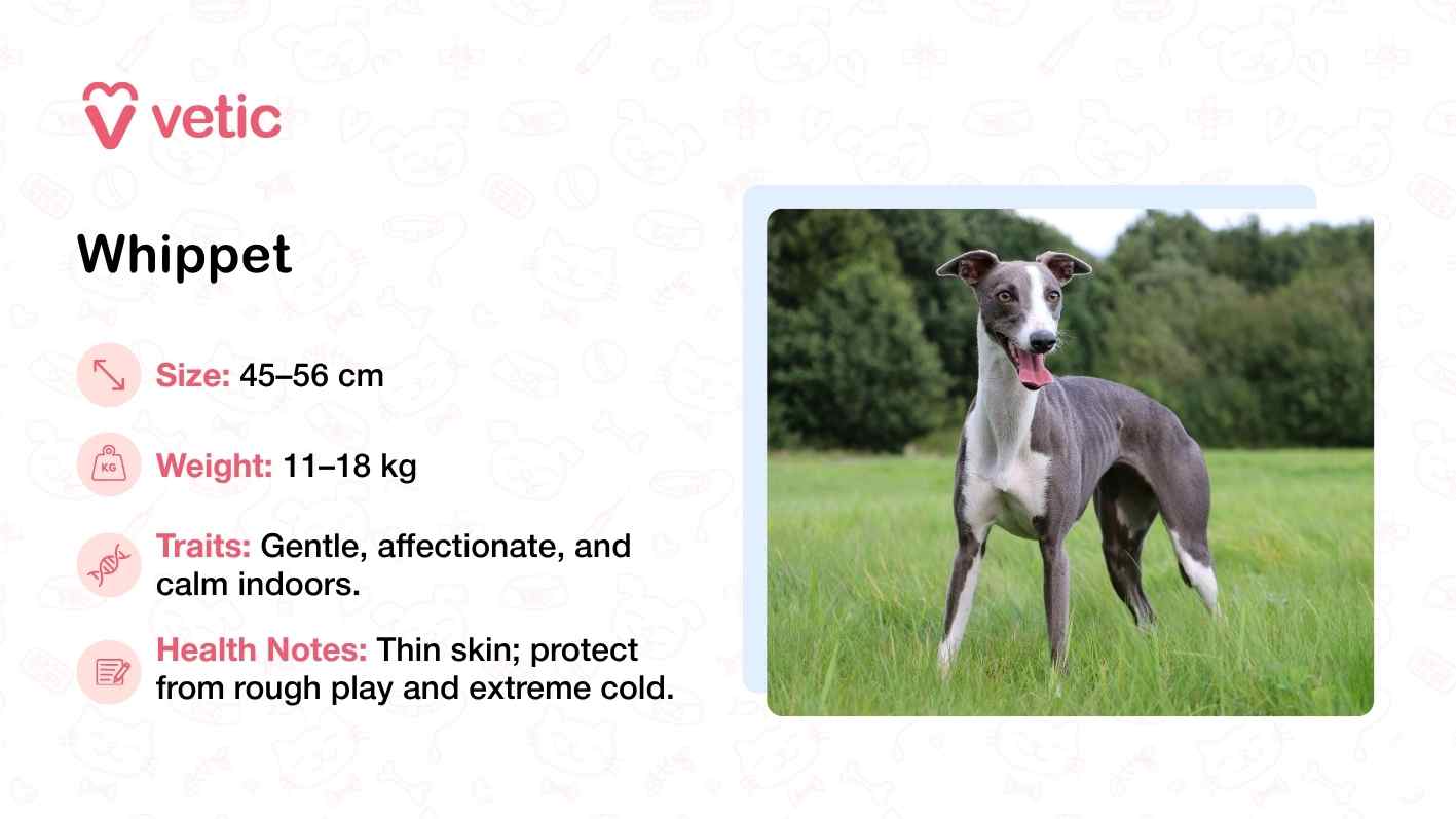 The image features a Whippet standing on a grassy surface with trees in the background, its sleek, muscular build and short coat clearly visible. The dog’s posture is relaxed yet attentive, reflecting its gentle and affectionate nature. With a height range of 45–56 cm and a weight between 11–18 kg, the Whippet is compact and agile, making it well-suited to warm climates. The accompanying text highlights its calm indoor demeanor and notes that its thin skin requires protection from rough play and extreme cold—factors that are less concerning in India’s predominantly warm environment.