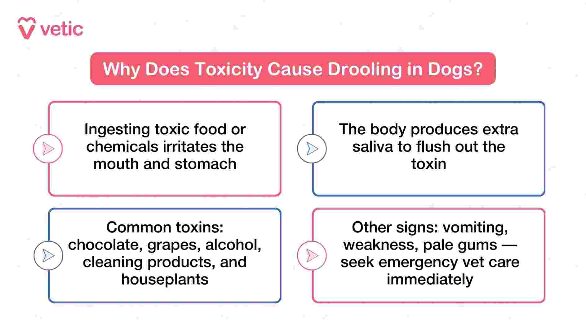 This graphic from Vetic explains how toxicity can lead to excessive drooling in dogs, using a clear sequence of physiological and behavioral responses. It begins by stating that ingesting toxic substances—whether food or chemicals—can irritate the mouth and stomach lining, triggering an immediate reaction. In response, the dog’s body produces extra saliva in an attempt to flush out the harmful agent, a defense mechanism that manifests as sudden, heavy drooling. The image then lists common household toxins such as chocolate, grapes, alcohol, cleaning products, and certain houseplants, reminding pet parents that danger often lurks in everyday items. Finally, it warns that drooling may be accompanied by other serious symptoms like vomiting, weakness, and pale gums—signals that demand emergency veterinary care. The graphic serves as both a diagnostic aid and a call to action, urging pet owners to treat drooling as a potential symptom of poisoning rather than a minor inconvenience.
