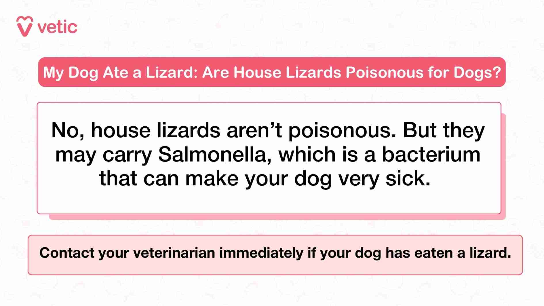 This image delivers a direct and informative health advisory for pet parents concerned about their dog ingesting a house lizard. The message is framed within a clean, minimal design that emphasizes clarity and urgency. The headline poses a common concern—“Are House Lizards Poisonous for Dogs?”—and immediately dispels the myth with a reassuring statement: house lizards aren’t poisonous. However, the image quickly pivots to a critical warning, explaining that these reptiles may carry Salmonella, a dangerous bacterium that can cause serious illness in dogs. The advisory concludes with a bold call to action, urging pet parents to contact their veterinarian immediately if their dog has eaten a lizard. The branding from Vetic reinforces the credibility of the message and positions it as part of a trusted veterinary resource.
