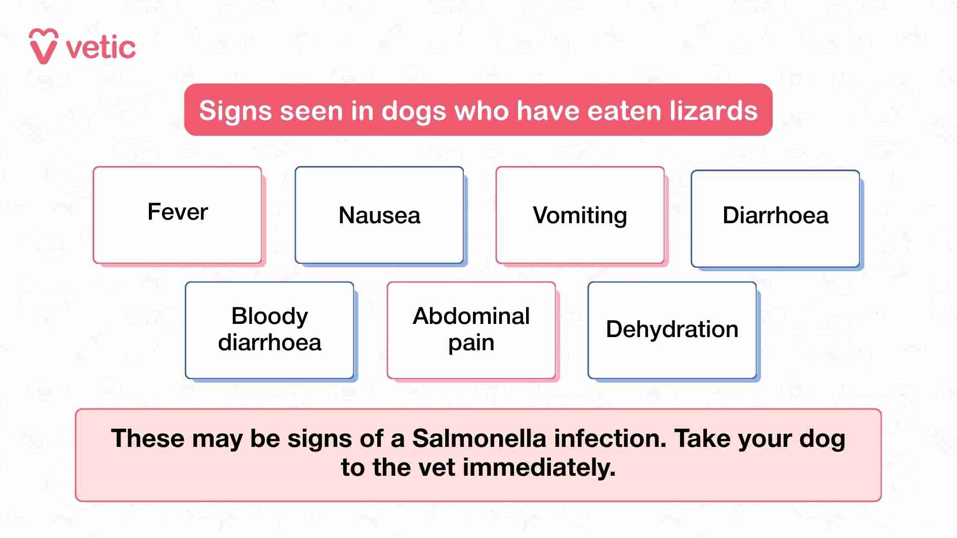 This image presents a structured visual guide to the symptoms that may appear in dogs after ingesting a lizard, with a clear focus on identifying signs of Salmonella infection. The layout is clean and clinical, with each symptom—fever, nausea, vomiting, diarrhoea, bloody diarrhoea, abdominal pain, and dehydration—displayed in individual boxes for easy scanning. The use of red and blue accents draws attention to the seriousness of the condition while maintaining readability. At the bottom, a bold warning reinforces the urgency: these symptoms may indicate a Salmonella infection, and immediate veterinary care is advised. The Vetic branding lends authority to the message, positioning it as a trusted source of pet health information. The image functions as both a diagnostic reference and a call to action, helping pet parents recognize when their dog’s symptoms require professional intervention.