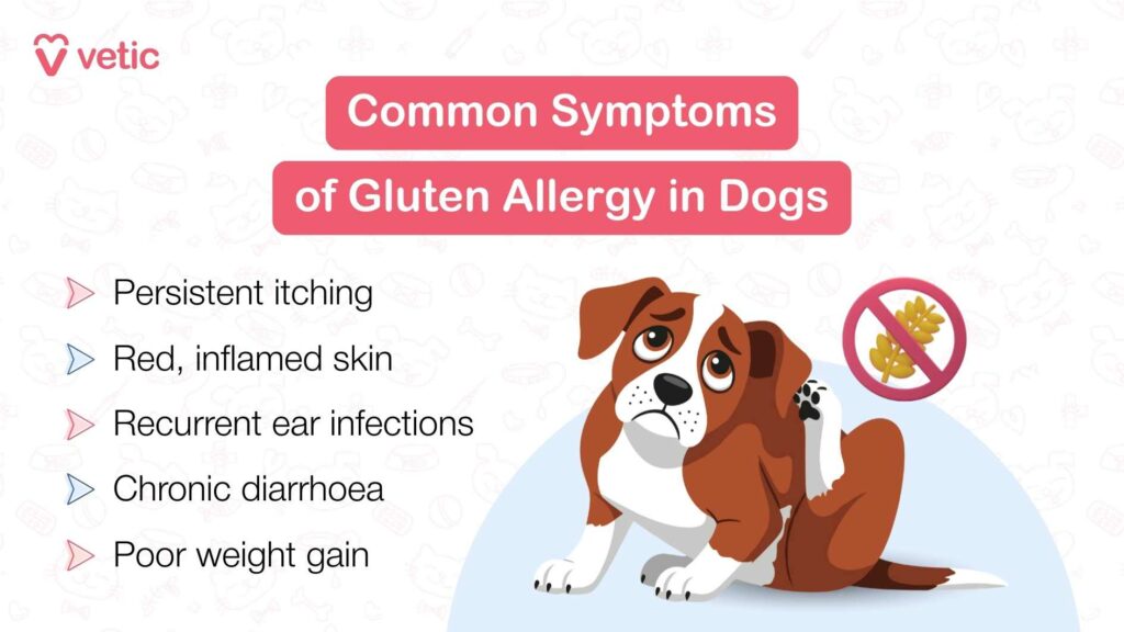 Common Symptoms of Glutenj Allergy in Dogs