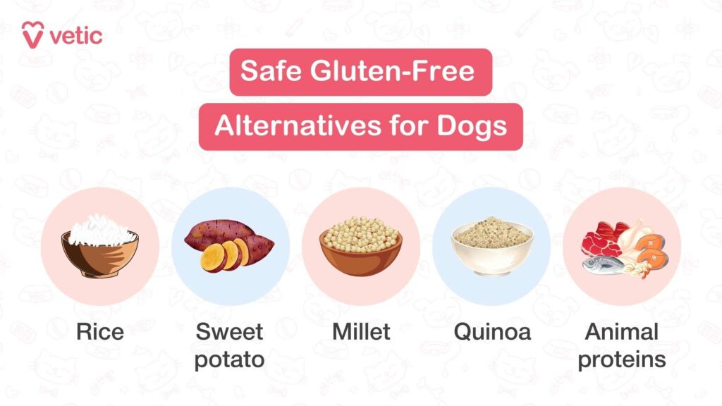 Safe Gluten Free Alternatives for Dogs