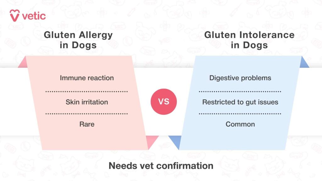 Gluten Allergy in Dogs vs Gluten Intolerance in Dogs Infographic