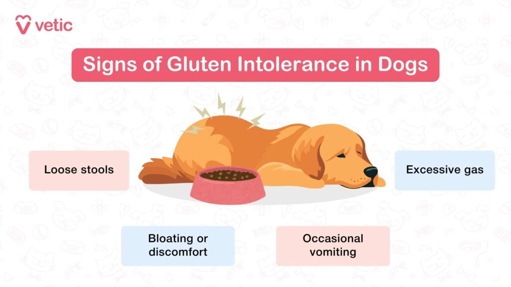 Signs of Gluten Intolerance in Dogs