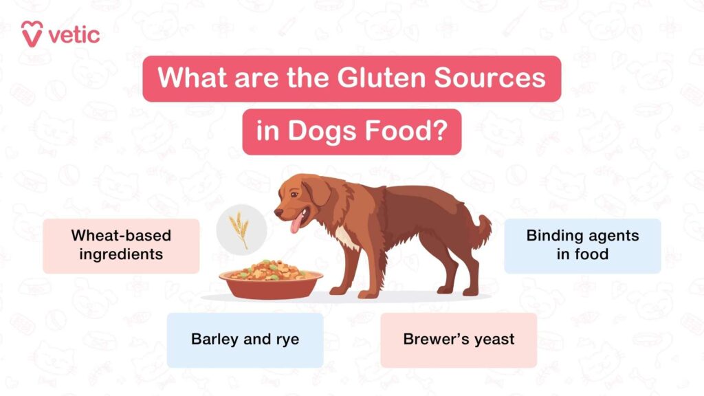 Glute Sources in Dogs Food Infographic