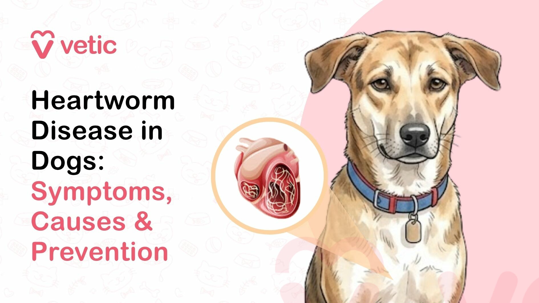 This image is a professionally designed veterinary-themed illustration focused on educating pet owners about heartworm disease in dogs, including its symptoms, causes, and prevention. The design uses a clean, modern layout with a soft pastel color palette, making it visually appealing and easy to understand. The background is a light off-white shade with faint, subtle line illustrations of pet-related icons such as paw prints, bones, dog faces, and veterinary symbols, adding texture without distracting from the main content. At the top left corner, the brand name “Vetic” is displayed along with a pink heart-shaped logo, indicating a pet healthcare or veterinary service provider. The branding is minimal and professional, helping establish credibility and trust among viewers. Below the logo, a bold headline is presented in a modern sans-serif font. The text reads: “Heartworm Disease in Dogs: Symptoms, Causes & Prevention.” The typography uses a combination of black and pink colors to create visual hierarchy and emphasis. “Heartworm Disease in Dogs” is written in bold black text, making it the primary focus, while “Symptoms, Causes & Prevention” is highlighted in pink to draw attention to the key informational aspects of the content. On the right side of the image, there is a detailed illustration of a dog. The dog appears to be a medium-sized, light brown or tan-colored canine with short fur and a friendly yet slightly serious expression. It is facing forward, looking directly at the viewer. The dog is wearing a blue collar with a metallic tag, indicating that it is a domesticated pet. The posture is upright and calm, suggesting awareness rather than distress. Next to the dog, there is a circular inset graphic showing a stylized illustration of a dog’s heart. Inside the heart, thin, worm-like structures are visible, representing heartworms that infect the cardiovascular system. This visual element clearly communicates the internal impact of the disease and helps viewers understand how heartworm affects a dog’s health. The inset is connected to the dog with a subtle pointer, linking the internal organ illustration to the animal. The right side of the background features a soft pink curved shape that separates the illustration from the text area, adding depth and balance to the composition. This design choice also reinforces the brand’s color scheme and makes the overall layout more engaging. The image effectively combines text and visuals to convey an educational message about canine heartworm disease. It highlights the seriousness of the condition while maintaining a clean and approachable design. The inclusion of the heart diagram with visible worms helps simplify a complex medical concept, making it easier for pet owners to understand the risks and importance of prevention. This illustration is ideal for use in blog posts, veterinary websites, pet care guides, and social media content aimed at dog owners. It serves as an informative visual that raises awareness about heartworm disease, encourages early detection, and promotes preventive care such as regular veterinary check-ups and medication. Overall, the image communicates a clear and important message about dog health, focusing on heartworm disease and its key aspects. The combination of professional branding, clear typography, and informative illustration makes it both educational and visually engaging for pet owners seeking reliable information about their dog’s well-being.