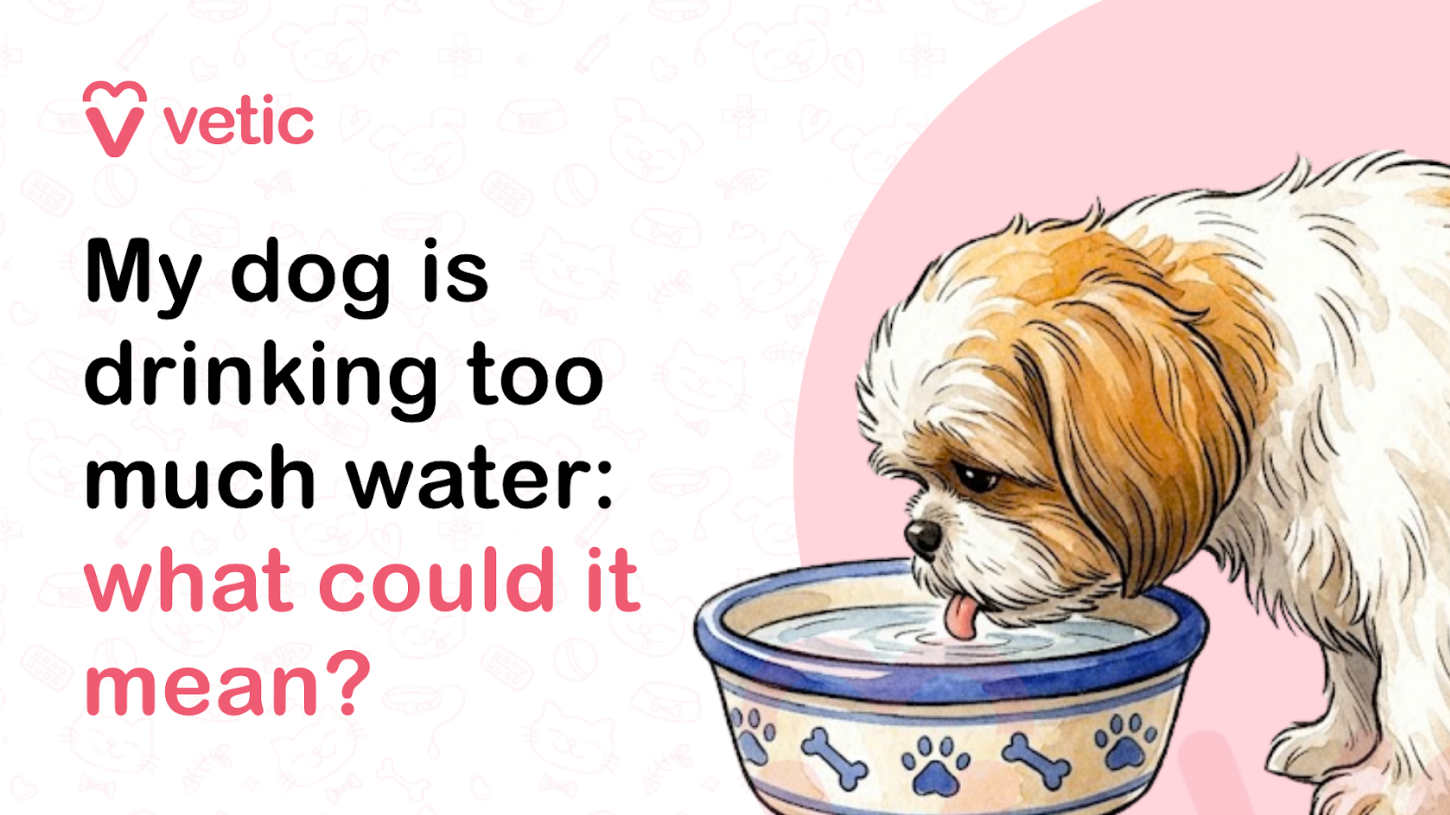 Veterinary educational banner for Vetic about excessive thirst in dogs featuring the title “My dog is drinking too much water: what could it mean?” The design uses a clean pastel veterinary infographic style with a soft off-white background decorated with faint pet-themed doodles including paw prints, pet bowls, bones, collars, hearts, and medical icons. The Vetic logo appears in the upper-left corner in pink with a heart-shaped “V” icon and modern lowercase typography. On the left side, bold black and soft pink headline text reads “My dog is drinking too much water: what could it mean?” with the question phrase highlighted in pink for emphasis and readability. The typography is modern, large, and optimized for veterinary educational blogs, pet symptom awareness content, dog health articles, social media graphics, and SEO-focused veterinary resources. On the right side of the banner is a realistic vector-style illustration of a small fluffy dog, similar to a Shih Tzu, leaning down and drinking water from a decorative pet bowl. The dog appears intensely focused on drinking, visually representing excessive thirst or increased water intake in dogs. The bowl contains clear water with paw print and bone designs around the rim, reinforcing the pet care theme. The illustration is soft, approachable, and educational in tone while helping pet owners recognize signs of abnormal drinking behavior that may indicate underlying medical conditions. Behind the dog is a large pastel pink circular background element that balances the composition and maintains consistency with the Vetic veterinary branding style. The artwork uses smooth vector illustration, soft shading, rounded outlines, and warm neutral tones to create an informative and friendly visual suitable for veterinary education and pet wellness awareness. The image supports educational content about excessive thirst in dogs, polydipsia in dogs, why dogs drink too much water, dog kidney disease symptoms, diabetes symptoms in dogs, dehydration in pets, hormonal disorders in dogs, canine urinary problems, dog health warning signs, veterinary diagnosis for excessive drinking, and pet hydration concerns. Suitable for veterinary clinic blogs, pet health websites, educational infographics, YouTube thumbnails, social media awareness posts, and SEO-focused content related to canine health symptoms, excessive water consumption, and early disease detection in dogs.
