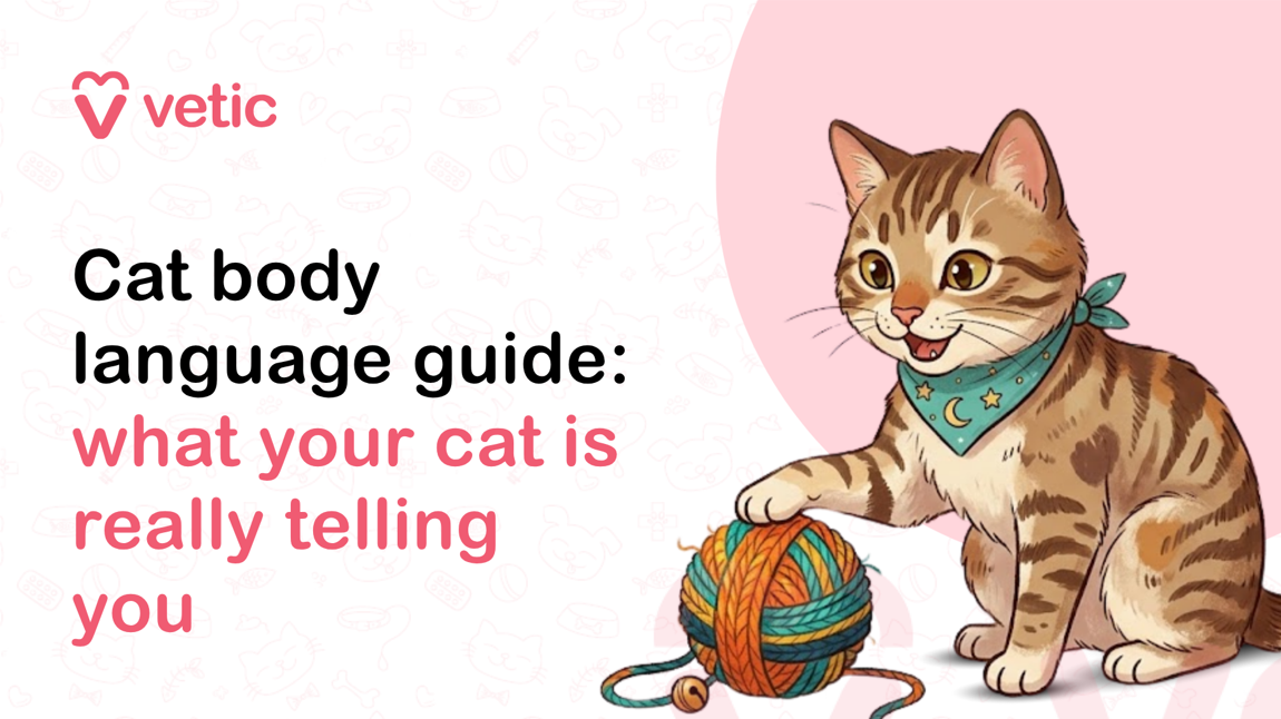 A professionally designed pet care educational banner created for the Vetic brand featuring a playful tabby cat and the topic of feline body language communication. The image uses a clean veterinary infographic style with a soft pastel aesthetic and a light pink-and-white background decorated with subtle pet-themed doodles such as paw prints, pet bowls, bones, fish skeletons, hearts, collars, and veterinary symbols. On the upper left side of the graphic is the Vetic logo in pink, consisting of a stylized heart-shaped “V” icon alongside the lowercase word “vetic” in modern sans-serif typography. Large bold headline text occupies the left half of the image and reads: “Cat body language guide: what your cat is really telling you.” The title uses a combination of black and pink text for emphasis. The phrase “Cat body language guide:” appears in thick black rounded font, while the words “what your cat is really telling you” are displayed in large soft pink lettering that creates visual hierarchy and draws attention to the educational focus of the article. The typography is modern, friendly, and easy to read, making the image suitable for veterinary blogs, pet health websites, cat behavior guides, social media posts, Pinterest graphics, and educational pet care articles. On the right side of the image is an illustrated brown-and-cream striped domestic short-haired cat with expressive golden eyes and a cheerful facial expression. The cat appears alert, curious, and playful, visually reinforcing the concept of interpreting feline emotions and communication cues. The cat is sitting upright with relaxed posture and open body language, suggesting comfort and friendliness. Its ears are upright and forward-facing, indicating curiosity and engagement. The cat’s mouth is slightly open in a happy expression, adding warmth and personality to the illustration. Around the cat’s neck is a teal-blue bandana decorated with crescent moon and star patterns, giving the pet a charming and approachable appearance while also enhancing the visual appeal of the artwork. In front of the cat is a large multicolored ball of yarn in shades of orange, teal, yellow, and blue. The cat gently places one paw on the yarn ball, symbolizing playful feline behavior often associated with relaxed and mentally stimulated indoor cats. Loose strands of yarn extend outward across the floor area, adding movement and realism to the scene. The playful interaction between the cat and yarn visually communicates common cat behavior themes such as curiosity, hunting instincts, playfulness, environmental enrichment, and emotional expression. The right side background contains a soft pink circular design element behind the cat illustration, helping separate the character from the background while creating a balanced composition. The entire artwork uses smooth vector-style illustration techniques with soft shading and warm tones, making it visually appealing for modern veterinary marketing and pet wellness branding. The overall design communicates themes of cat behavior understanding, feline emotional intelligence, pet-owner education, and improving the human-animal bond. This image is ideal for articles and educational resources about interpreting cat body language signals such as tail movements, ear positions, whisker placement, posture changes, eye contact, vocalization cues, stress indicators, affectionate behavior, playful behavior, anxious behavior, and social communication in domestic cats. It can also support content related to cat psychology, feline wellness, pet parenting tips, indoor cat enrichment, veterinary behavior advice, and understanding signs of happiness or discomfort in cats. The visual style is optimized for digital engagement and SEO performance, making it suitable for use as a featured blog image, website hero banner, YouTube thumbnail, Facebook post, Instagram educational carousel cover, Pinterest infographic, veterinary clinic marketing material, pet care newsletter illustration, or online article about feline behavior and communication. The composition balances informative text with emotionally engaging pet artwork, helping attract cat owners searching for advice on understanding their cat’s emotions, behaviors, and nonverbal communication signals.