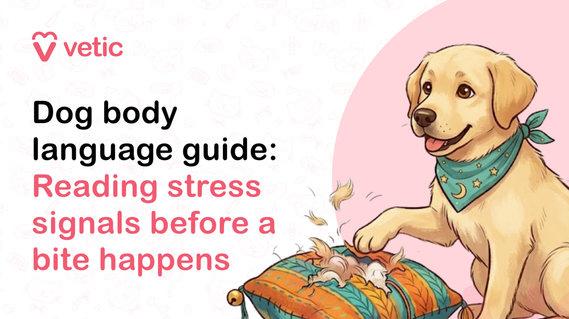 A professionally illustrated veterinary educational banner created for the Vetic pet care brand featuring a friendly dog and an article topic about understanding canine body language, stress signals, and bite prevention. The design uses a soft pastel color palette with a clean modern infographic style intended for veterinary education, pet behavior awareness, dog training resources, and responsible pet ownership content. The background is primarily off-white with faint pink pet-themed doodles including paw prints, bones, pet bowls, collars, fish skeletons, veterinary crosses, hearts, and playful animal icons that add texture without distracting from the main subject. In the upper-left corner of the image is the pink Vetic logo consisting of a heart-shaped “V” symbol beside the lowercase word “vetic” in a rounded modern sans-serif font. The branding reinforces the veterinary and pet wellness theme while maintaining a warm and approachable appearance suitable for pet parents and animal care audiences. The left half of the image contains a large bold educational headline arranged in multiple lines. The text reads: “Dog body language guide: Reading stress signals before a bite happens.” The typography uses a combination of thick black and pink lettering to create visual hierarchy and improve readability. The phrase “Dog body language guide:” appears in bold black font, while the educational subtitle “Reading stress signals before a bite happens” is highlighted in large soft pink text, emphasizing the importance of recognizing warning signs in canine behavior. The layout is optimized for digital engagement and social sharing, making the banner suitable for blogs, veterinary clinics, pet training websites, Pinterest graphics, Instagram educational posts, YouTube thumbnails, Facebook content, and online dog safety articles. On the right side of the image is a cheerful illustrated light-golden Labrador Retriever or mixed-breed puppy with soft cream-colored fur and expressive brown eyes. The dog has a friendly face with its tongue slightly sticking out, giving it an approachable and playful expression. The dog wears a teal-blue bandana decorated with crescent moon and star patterns around its neck, adding charm and personality to the illustration. The dog’s ears are relaxed and naturally drooping, and its posture appears playful yet energetic, visually tying into the topic of reading canine emotional signals and understanding dog behavior. The dog is actively pawing and scratching at a colorful decorative cushion placed near the bottom center of the image. The cushion features warm tones of orange, teal, and yellow with stitched patterns and tassel details. As the dog scratches the pillow, stuffing and feathers burst outward into the air, creating motion and energy in the composition. This playful destruction behavior subtly illustrates how dogs communicate excitement, stress, overstimulation, anxiety, frustration, or pent-up energy through body language and physical actions. The flying stuffing pieces add realism and visual movement, making the illustration feel dynamic and engaging. Behind the dog is a large soft pink circular design element that helps frame the character and balance the overall composition. The illustration style uses smooth vector art with gentle shading, rounded forms, and warm pastel tones to create an inviting and educational atmosphere. The overall aesthetic is modern, pet-friendly, and emotionally engaging, designed specifically for veterinary behavior education and pet wellness marketing. This image visually supports educational content related to canine body language, dog stress signals, aggression prevention, pet safety, dog bite prevention, fearful dog behavior, anxiety indicators in dogs, reactive dog training, pet communication cues, responsible pet parenting, and veterinary behavioral guidance. It is especially relevant for articles discussing subtle warning signs before a dog bite, including stiff posture, lip licking, whale eye, pinned ears, tail position changes, growling, avoidance behavior, pacing, barking, yawning, panting, resource guarding, overstimulation, and fear-based reactions. The graphic is highly suitable for SEO-focused pet care articles and educational campaigns targeting keywords such as dog body language guide, signs of stress in dogs, dog aggression warning signs, understanding dog behavior, preventing dog bites, canine anxiety signals, how dogs communicate emotions, pet behavior training, dog safety tips for families, and veterinary behavior advice. The clean composition, expressive dog illustration, and bold educational typography make the image effective for increasing engagement, improving content visibility, and educating pet owners about recognizing canine emotional states before stressful situations escalate into defensive or aggressive behavior.