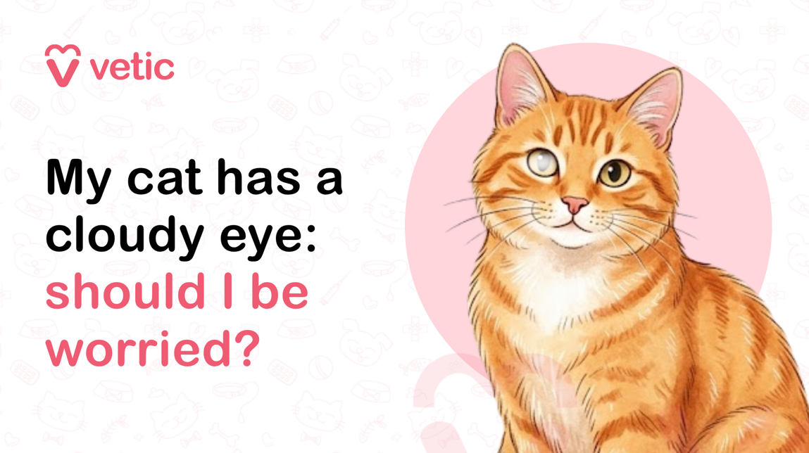 A professionally designed veterinary educational banner created for the Vetic pet care brand featuring the topic “My Cat Has a Cloudy Eye: Should I Be Worried?” The image uses a clean pastel infographic style with a modern veterinary aesthetic intended for pet health awareness, feline eye care education, and cat wellness content. The background is a soft off-white color with subtle light pink pet-themed doodles including paw prints, fish skeletons, collars, pet bowls, hearts, veterinary crosses, and playful cat icons that create gentle texture while maintaining a clean and minimal appearance suitable for blogs, veterinary websites, and social media graphics. In the upper-left corner is the pink Vetic logo consisting of a heart-shaped “V” symbol beside the lowercase word “vetic” in rounded modern sans-serif typography. The branding reinforces trust, veterinary expertise, and compassionate pet healthcare while matching the soft pink visual theme used throughout the design. The left half of the image contains a large bold educational headline arranged in multiple lines. The text reads: “My Cat Has a Cloudy Eye: Should I Be Worried?” The phrase is displayed in thick modern sans-serif typography with a combination of black and soft pink text for visual hierarchy and emphasis. The words “My Cat Has a Cloudy Eye:” appear in bold black font, while “Should I Be Worried?” is highlighted in soft pink lettering to draw attention to the medical concern and encourage engagement from pet owners searching for feline eye health information. On the right side of the image is an illustrated orange tabby cat sitting upright and facing slightly toward the viewer. The cat has warm orange-and-cream striped fur, expressive golden eyes, and a calm but slightly concerned facial expression. The cat’s right eye appears visibly cloudy or hazy with a pale bluish-white film covering the eye surface, visually representing a common feline eye health issue such as corneal opacity, cataracts, eye infection, glaucoma, corneal ulcer, inflammation, or injury. The cloudy eye is illustrated clearly but gently, maintaining a pet-friendly and educational appearance without looking graphic or distressing. The orange cat wears a teal-blue bandana around its neck decorated with small moon and star patterns, adding personality and warmth to the illustration while maintaining consistency with the soft pastel veterinary branding style. The cat’s posture appears calm and slightly curious, helping communicate concern without creating fear or panic. The healthy left eye remains bright and alert, contrasting with the cloudy right eye to visually explain the medical condition being discussed. Behind the cat is a large pastel pink circular background element that frames the illustration and balances the composition. The vector artwork uses smooth shading, rounded outlines, and warm pastel tones to create a friendly and approachable veterinary infographic suitable for pet parents, veterinary clinics, educational articles, and online cat care resources. This image visually supports educational content related to cloudy eyes in cats, feline eye infections, cataracts in cats, corneal ulcers, glaucoma symptoms, eye inflammation, eye discharge, feline vision problems, cat eye injuries, veterinary ophthalmology, signs of eye disease in cats, and when pet owners should seek veterinary care for feline eye conditions. It is especially relevant for articles discussing symptoms such as eye cloudiness, redness, squinting, watery eyes, eye swelling, light sensitivity, vision changes, and behavioral signs of discomfort in cats. The banner is highly suitable for SEO-focused veterinary and pet wellness content targeting keywords such as cloudy eye in cats, why is my cat’s eye cloudy, feline eye problems, cat cataracts symptoms, eye infection in cats, cat eye health guide, when to worry about cloudy eyes in cats, veterinary eye care for cats, signs of vision problems in cats, and feline ophthalmology advice. The emotionally engaging orange cat illustration, veterinary-themed branding, and clear educational headline make the image ideal for featured blog banners, social media educational posts, Pinterest pet health graphics, veterinary clinic awareness campaigns, YouTube thumbnails, and online articles focused on feline eye care and preventive veterinary health.