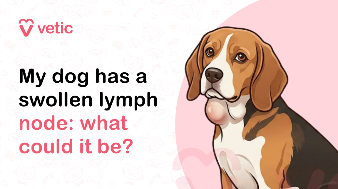 A professionally designed veterinary educational banner created for the Vetic pet care brand featuring the topic “My Dog Has a Swollen Lymph Node: What Could It Be?” The image uses a modern pastel infographic style with a clean veterinary healthcare aesthetic intended for dog health education, pet wellness awareness, and veterinary informational content. The background is a soft off-white color decorated with faint pink pet-themed doodles including paw prints, dog bones, collars, pet bowls, fish skeletons, veterinary crosses, hearts, and playful animal icons that add subtle texture while maintaining a clean and professional appearance suitable for digital educational media. In the upper-left corner of the image is the pink Vetic logo consisting of a heart-shaped “V” icon alongside the lowercase word “vetic” in rounded sans-serif typography. The logo reinforces veterinary expertise, pet healthcare branding, and compassionate animal wellness while matching the soft pastel visual identity used throughout the banner. The left side of the image contains a large bold headline displayed in multiple lines. The text reads: “My Dog Has a Swollen Lymph Node: What Could It Be?” The typography uses a combination of thick black and soft pink lettering to create strong readability and visual hierarchy. The phrase “My Dog Has a Swollen Lymph Node:” appears in bold black font, while “What Could It Be?” is highlighted in large soft pink text to emphasize concern and encourage educational engagement from pet owners searching for canine health information online. On the right side of the image is an illustrated Beagle dog sitting calmly and facing slightly toward the viewer. The Beagle has classic tricolor markings with warm brown, white, and black fur, long floppy ears, large expressive brown eyes, and a gentle facial expression. The dog appears alert but mildly uncomfortable, visually representing a health concern without creating a distressing or graphic appearance. Around the dog’s neck is a teal-blue bandana decorated with moon and star patterns, adding personality and warmth to the veterinary-themed illustration while maintaining visual consistency with the Vetic branding style. One side of the dog’s neck, just below the jawline, shows a visibly enlarged swollen lymph node represented by a subtle rounded swelling beneath the fur. The swollen area is gently highlighted with soft shading or a faint medical-style indicator circle to visually communicate inflammation or enlargement of the lymph node region. The illustration is medically informative while remaining approachable and suitable for general audiences, pet parents, veterinary blogs, and educational pet healthcare resources. Behind the Beagle is a large pastel pink circular background element that frames the dog illustration and creates balance within the composition. The artwork uses smooth vector-style illustration techniques with warm tones, soft shading, and rounded forms that create a friendly and educational atmosphere commonly used in veterinary wellness graphics and pet care infographics. This image visually supports educational content related to swollen lymph nodes in dogs, canine infections, immune system responses, enlarged glands in dogs, lymphoma awareness, inflammation in dogs, veterinary diagnosis, dog health symptoms, pet wellness checks, canine immune disorders, bacterial infections, viral illnesses, cancer screening in dogs, and when pet owners should seek veterinary care for unusual swelling. The banner is especially relevant for articles discussing symptoms associated with swollen lymph nodes in dogs, including fever, lethargy, appetite loss, pain, swelling under the jaw, enlarged neck glands, infections, immune reactions, abscesses, dental disease, allergies, and more serious conditions such as lymphoma or systemic illness. The visual design helps communicate medical concern while remaining calm, reassuring, and educational for pet owners researching symptoms online. This graphic is highly suitable for SEO-focused veterinary and pet wellness content targeting keywords such as swollen lymph node in dogs, why does my dog have a swollen gland, enlarged lymph nodes in dogs, dog neck swelling causes, canine lymphoma symptoms, swollen glands in dogs, dog immune system problems, veterinary advice for dog swelling, dog infection symptoms, and when to worry about swollen lymph nodes in dogs. The emotionally engaging Beagle illustration, clear medical topic, and modern veterinary branding make the image ideal for featured blog banners, veterinary clinic educational materials, Pinterest graphics, social media awareness campaigns, YouTube thumbnails, and online pet health articles focused on canine medical symptoms and preventive veterinary care.