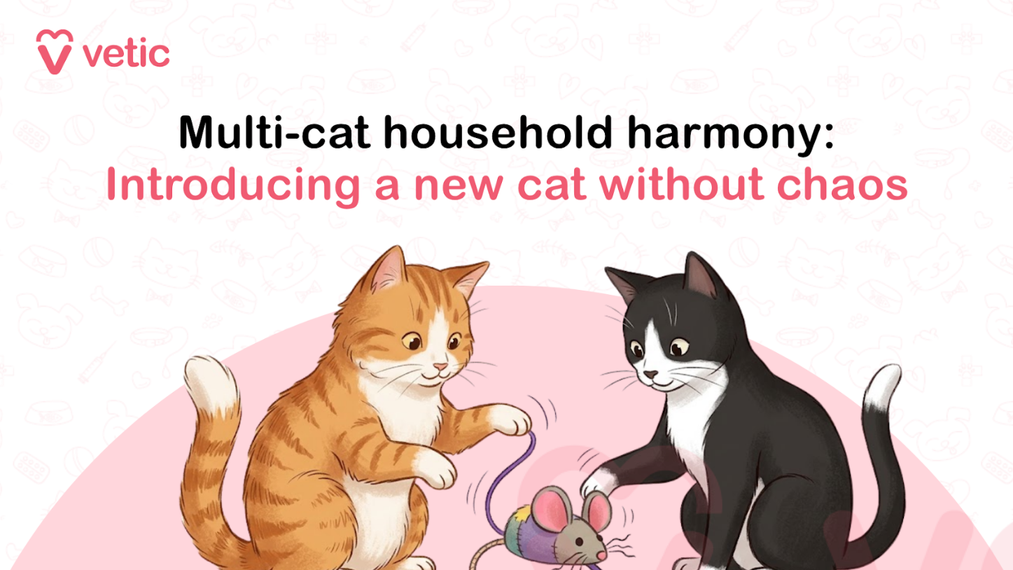 A professionally designed veterinary and pet behavior educational banner created for the Vetic pet care brand featuring the topic “Multi-Cat Household Harmony: How to Introduce Cats Without Chaos.” The image uses a modern pastel infographic style with a clean and friendly veterinary aesthetic intended for cat behavior education, pet parenting guidance, and feline socialization content. The background is a soft off-white color decorated with subtle light pink pet-themed doodles including paw prints, fish skeletons, cat toys, pet bowls, collars, hearts, and veterinary icons that create gentle texture while maintaining a minimal and visually balanced appearance suitable for blogs, social media posts, veterinary websites, and educational pet care articles. In the upper-left corner of the image is the pink Vetic logo consisting of a heart-shaped “V” symbol beside the lowercase word “vetic” in rounded modern sans-serif typography. The branding reinforces veterinary expertise, compassionate pet care, and trusted feline wellness education while matching the soft pastel visual identity used throughout the design. The left side of the banner contains a large bold educational headline displayed in multiple lines. The text reads: “Multi-Cat Household Harmony: How to Introduce Cats Without Chaos.” The typography uses a combination of thick black and soft pink lettering to create visual hierarchy and improve readability. The phrase “Multi-Cat Household Harmony:” appears in bold black font, while “How to Introduce Cats Without Chaos” is highlighted in large soft pink text to emphasize peaceful cat introductions, stress-free integration, and harmonious feline relationships within shared living spaces. On the right side of the image are two playful domestic cats interacting together with a toy mouse. One cat is an orange tabby with cream-colored striped fur, bright golden eyes, and an energetic playful expression. The second cat is a gray-and-white short-haired cat with soft fur markings, curious greenish eyes, and a relaxed friendly posture. Both cats appear healthy, social, and comfortable around each other, visually representing successful multi-cat bonding and peaceful coexistence. The two cats are actively playing with a small toy mouse placed between them on the floor. The toy mouse is illustrated in soft gray tones with a tiny tail and playful design, symbolizing enrichment activities and positive social interaction between cats. One cat is gently pawing at the toy while the other watches attentively, creating a dynamic and cheerful scene that reflects trust, curiosity, and playful companionship rather than aggression or territorial conflict. Their body language appears relaxed, with upright ears, soft facial expressions, loose posture, and calm tails, visually reinforcing the concept of harmony in a multi-cat household. Both cats wear small stylish collars or pastel-colored bandanas that add personality and warmth to the illustration while maintaining consistency with the veterinary-themed branding style. Behind the cats is a large pastel pink circular background element that frames the playful interaction and balances the overall composition. The artwork uses smooth vector-style illustration with soft shading, rounded outlines, and warm pastel tones that create a welcoming and emotionally engaging atmosphere ideal for modern pet wellness content. This image visually supports educational content related to introducing cats to each other, multi-cat household management, reducing cat territorial behavior, feline socialization, cat behavior training, preventing cat fights, stress-free cat introductions, positive reinforcement for cats, indoor cat enrichment, cat bonding techniques, and creating peaceful shared environments for multiple pets. It is especially suitable for articles discussing scent swapping, slow introductions, safe spaces, supervised interaction, litter box management, feeding routines, vertical territory, and reducing stress in newly introduced cats. The banner is highly suitable for SEO-focused veterinary and pet wellness content targeting keywords such as multi-cat household harmony, how to introduce cats, introducing a new cat to resident cat, preventing cat fights, cat socialization tips, peaceful multi-cat home, stress-free cat introductions, feline behavior guide, indoor cat enrichment, cat bonding advice, and how to stop cats from fighting. The emotionally engaging illustration of two playful cats interacting positively with a toy mouse, combined with the educational headline and veterinary branding, makes the image ideal for featured blog banners, Pinterest graphics, veterinary clinic educational resources, YouTube thumbnails, social media awareness campaigns, and online pet parenting articles focused on feline behavior and healthy multi-cat relationships.