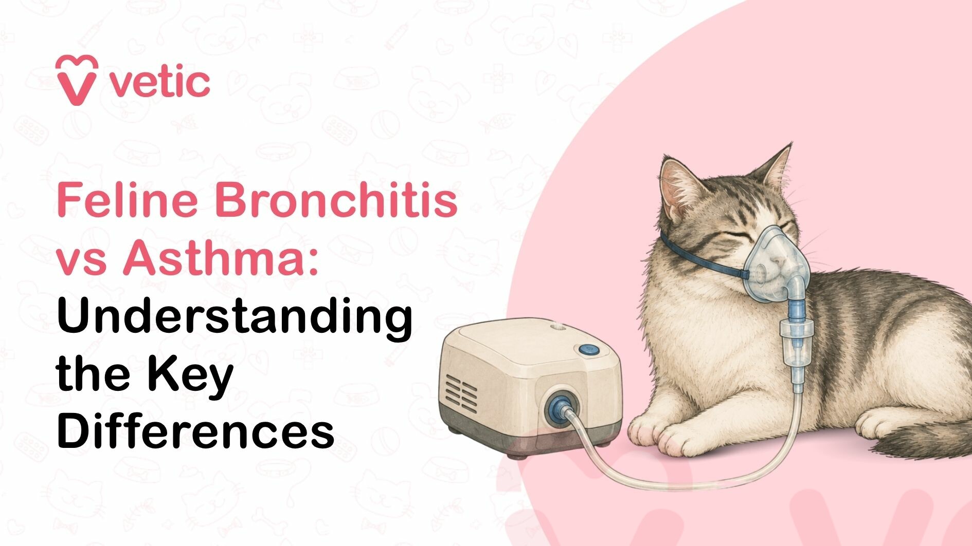 A cat sitting with a nebulizer and mask - indicating an ongoing treatment for bronchitis or asthma. These are critical diseases that can affect your cat's health.