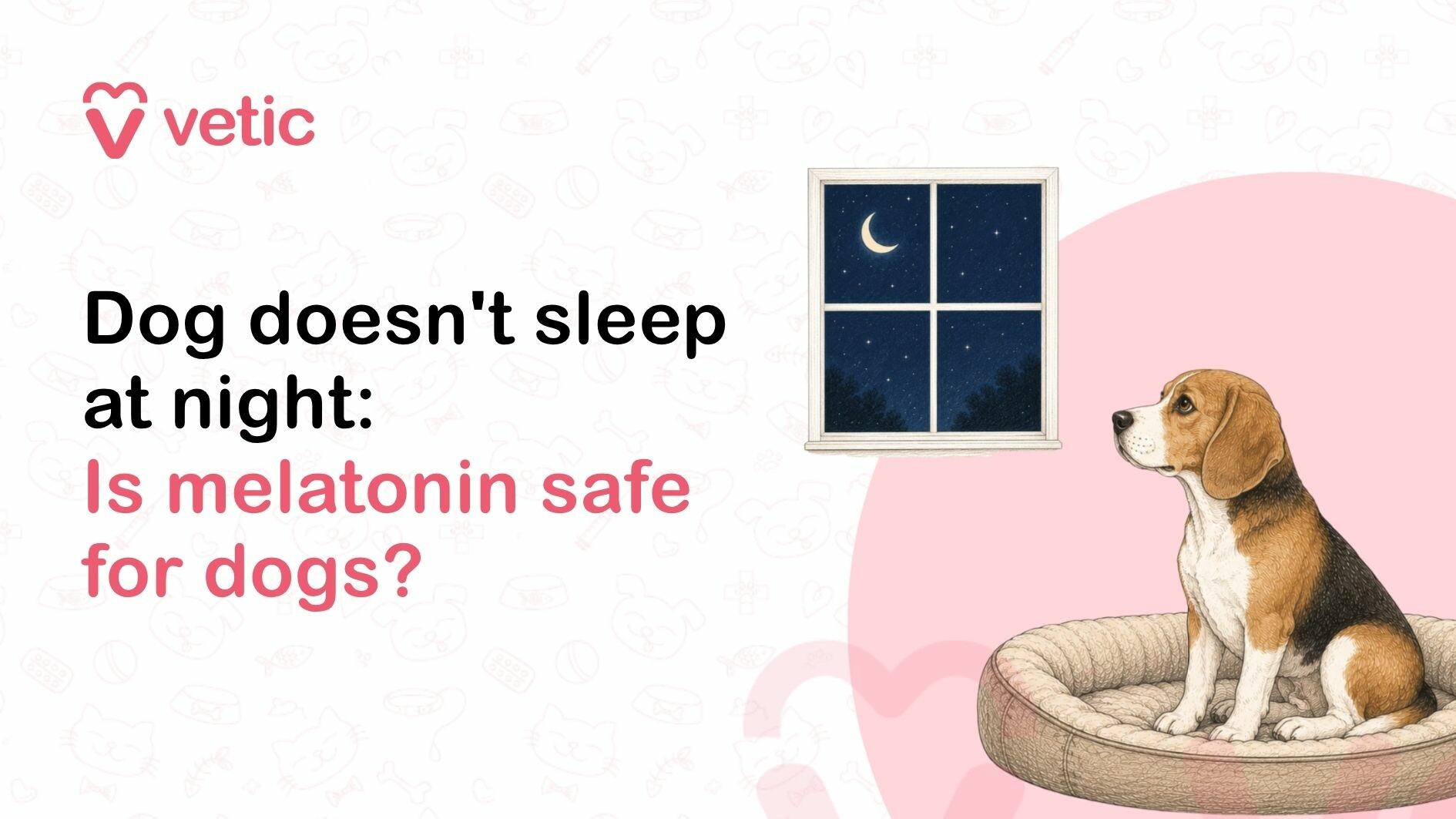 Dog sitting on his bed looking out the window at night, unable to sleep. Some dogs don't sleep at night. They might require melatonin to sleep at night.
