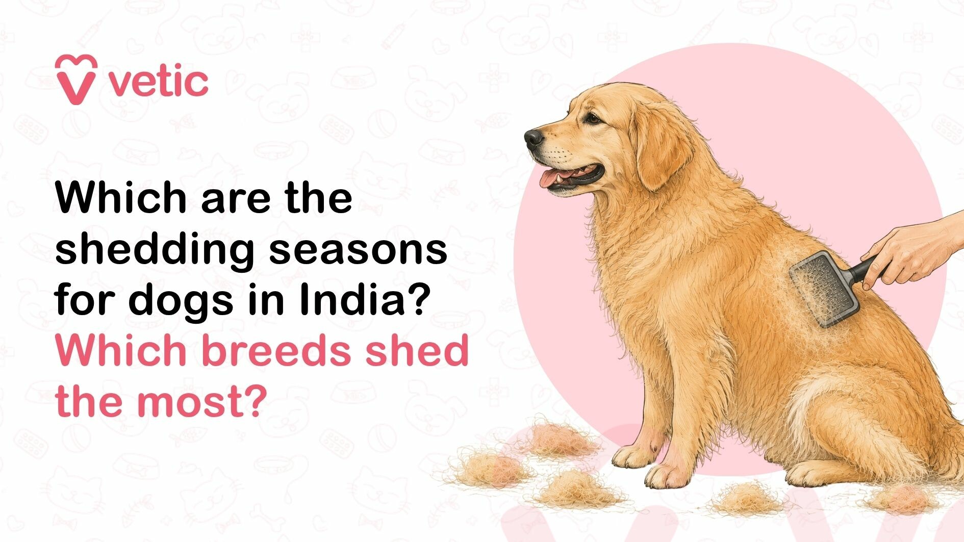 Dog shedding seasons in India showing a Golden Retriever being groomed during seasonal shedding