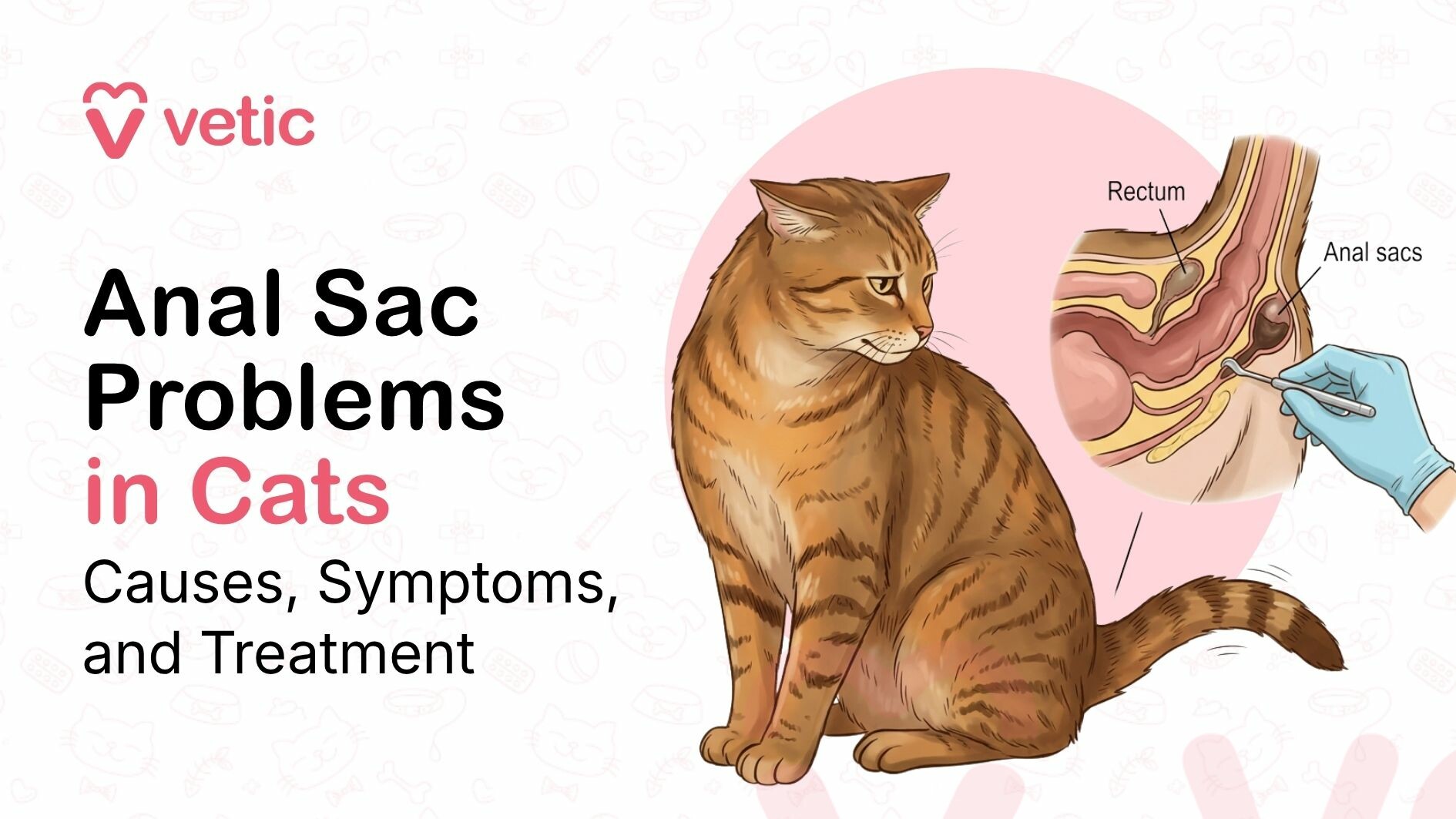 Anal sac problems in cats showing feline anal sac anatomy