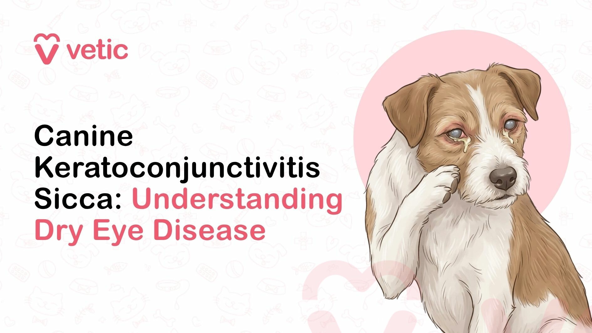 Canine Keratoconjunctivitis Sicca in Dogs: What is Dry Eye Disease in pets
