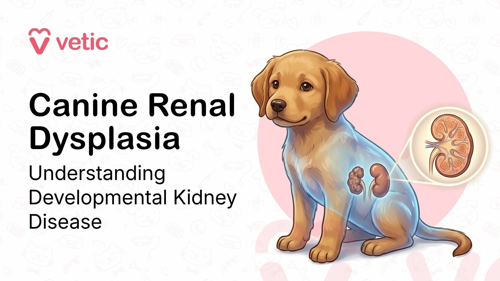 Canine renal dysplasia showing abnormal kidney development in a dog
