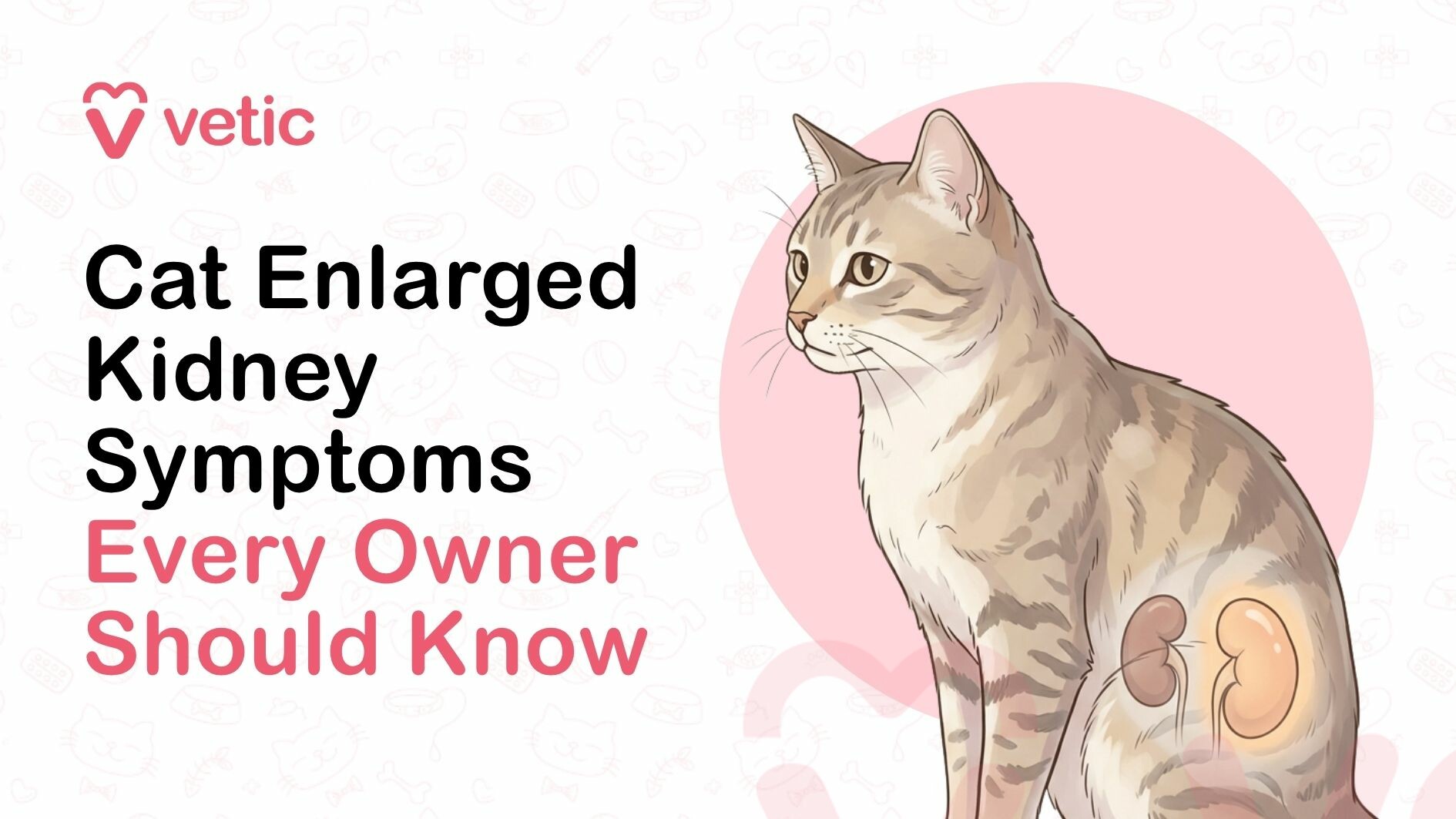 Cat enlarged kidney symptoms showing an enlarged kidney in a cat