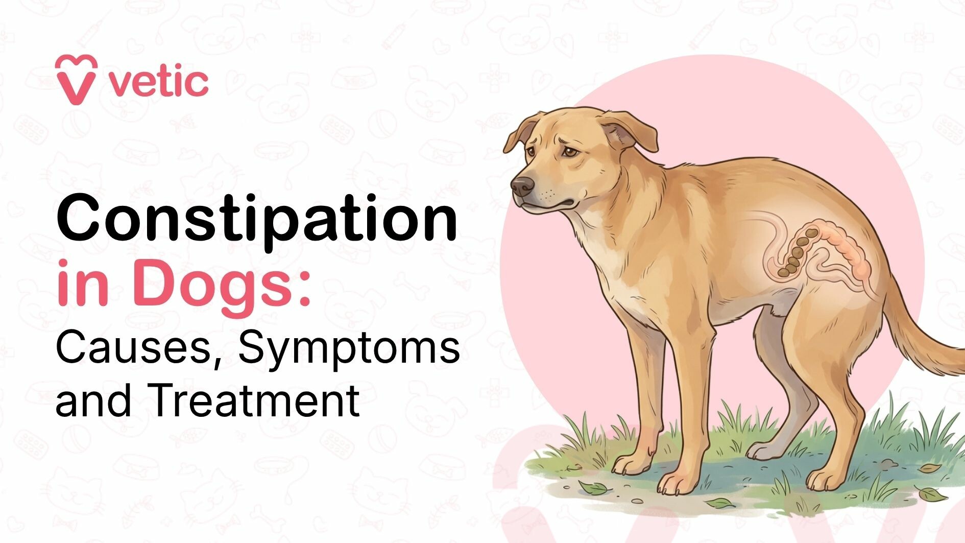 Constipation in Dogs- What are the Causes, Symptoms and Treatment