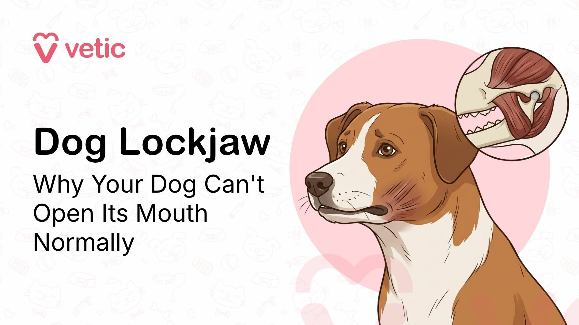 Dog lockjaw showing difficulty opening the mouth normally