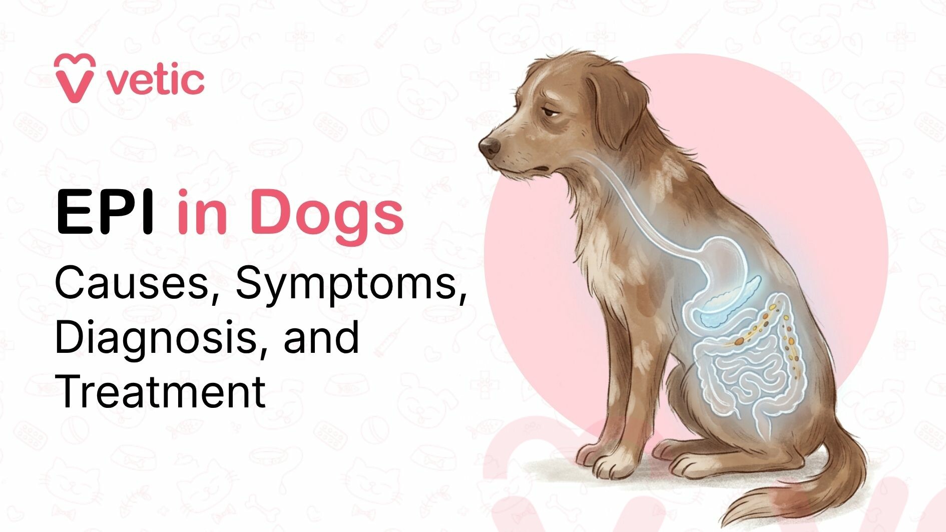 EPI in dogs showing the digestive system and pancreas in a dog