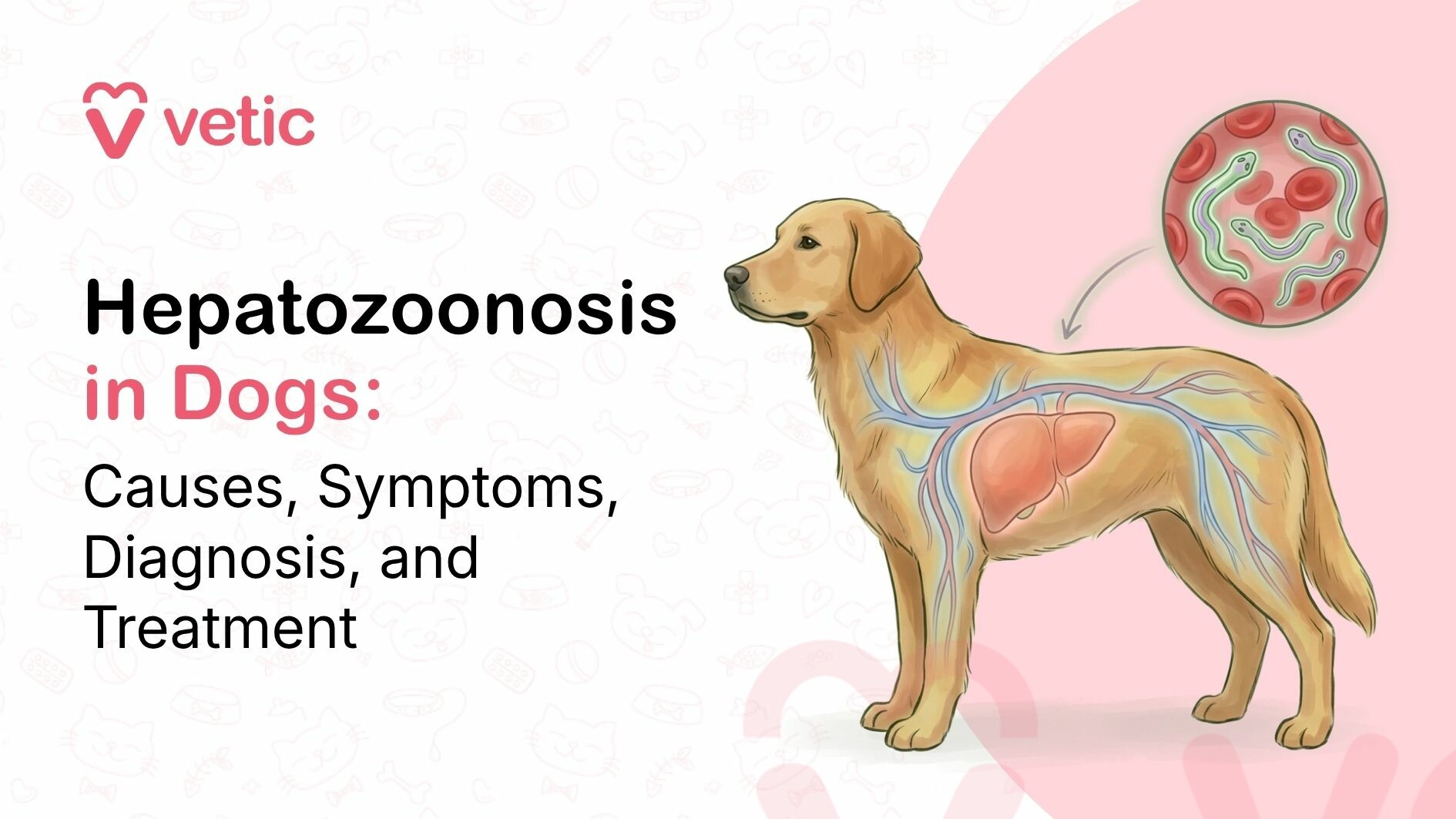 Hepatozoonosis in dogs showing parasite infection in the dog's blood and organs