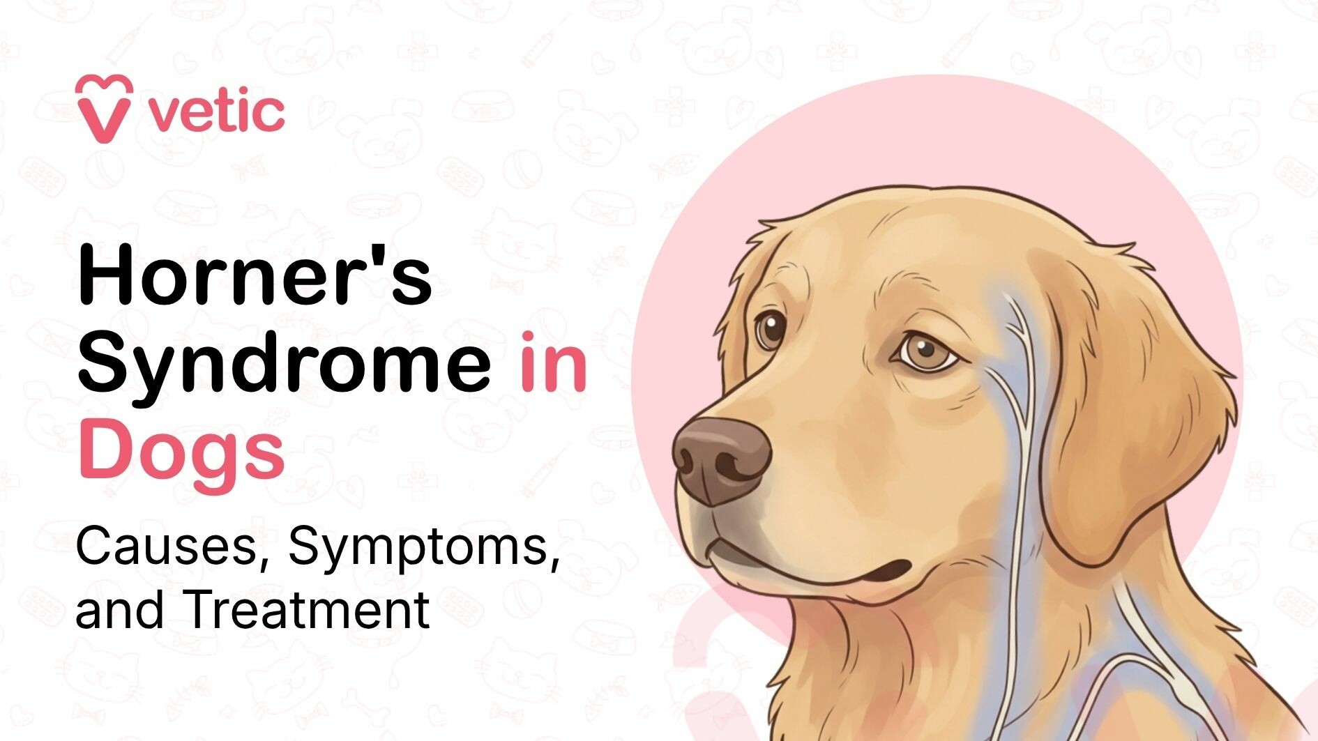 Horner's syndrome in dogs showing a dog with a drooping eyelid and sunken eye