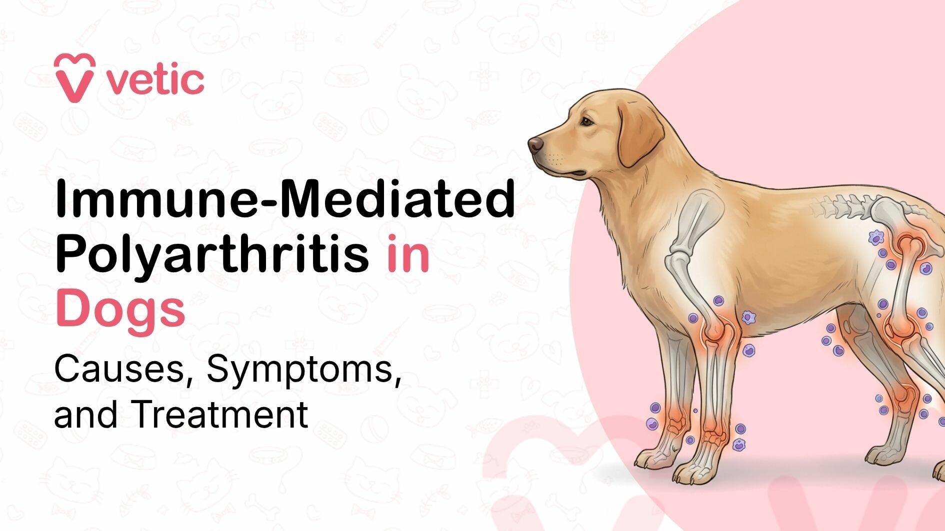 Immune-mediated polyarthritis in dogs showing inflamed joints and immune response