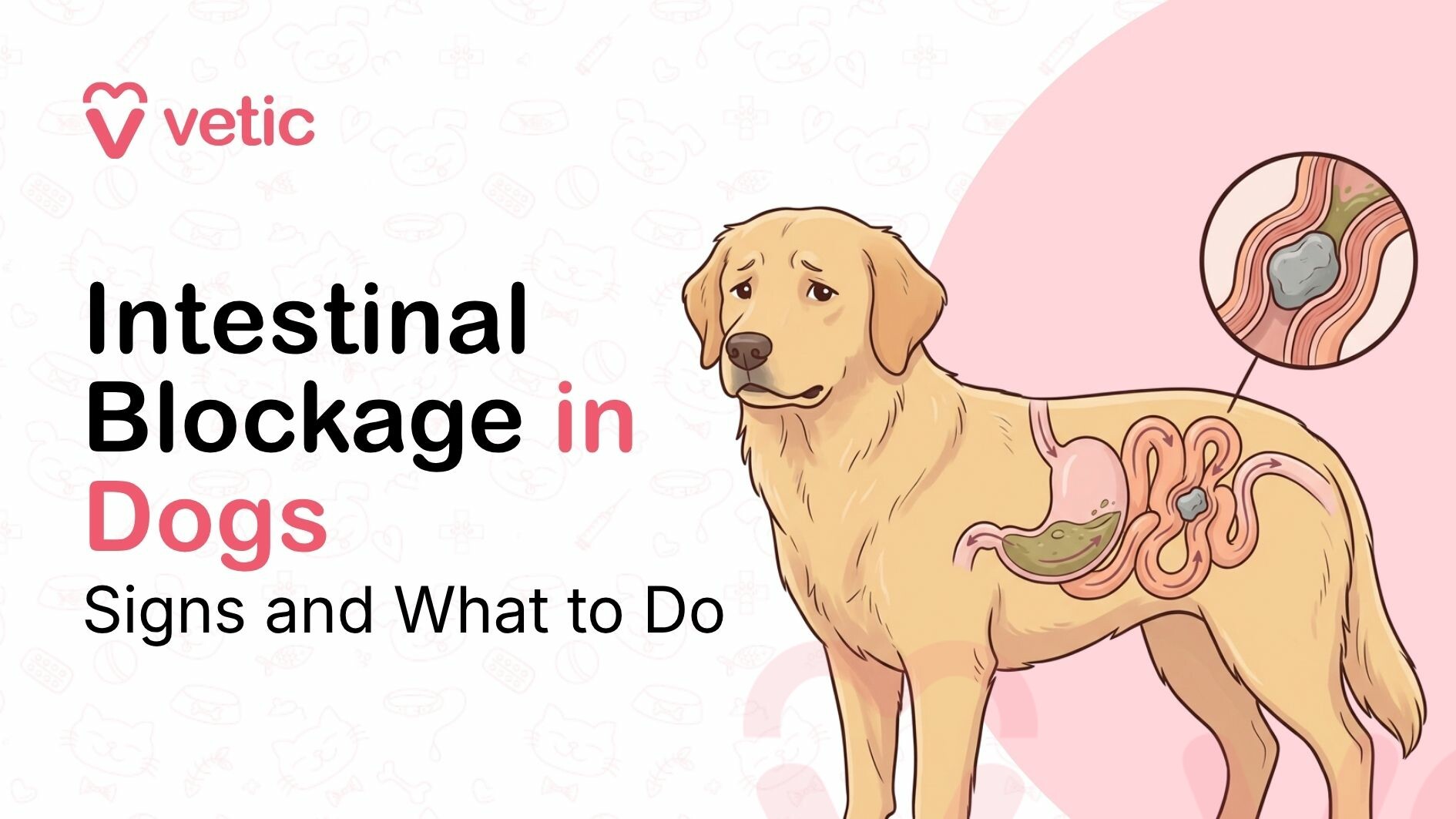 Signs of Intestinal Blockage in Dogs - Signs and What to do?