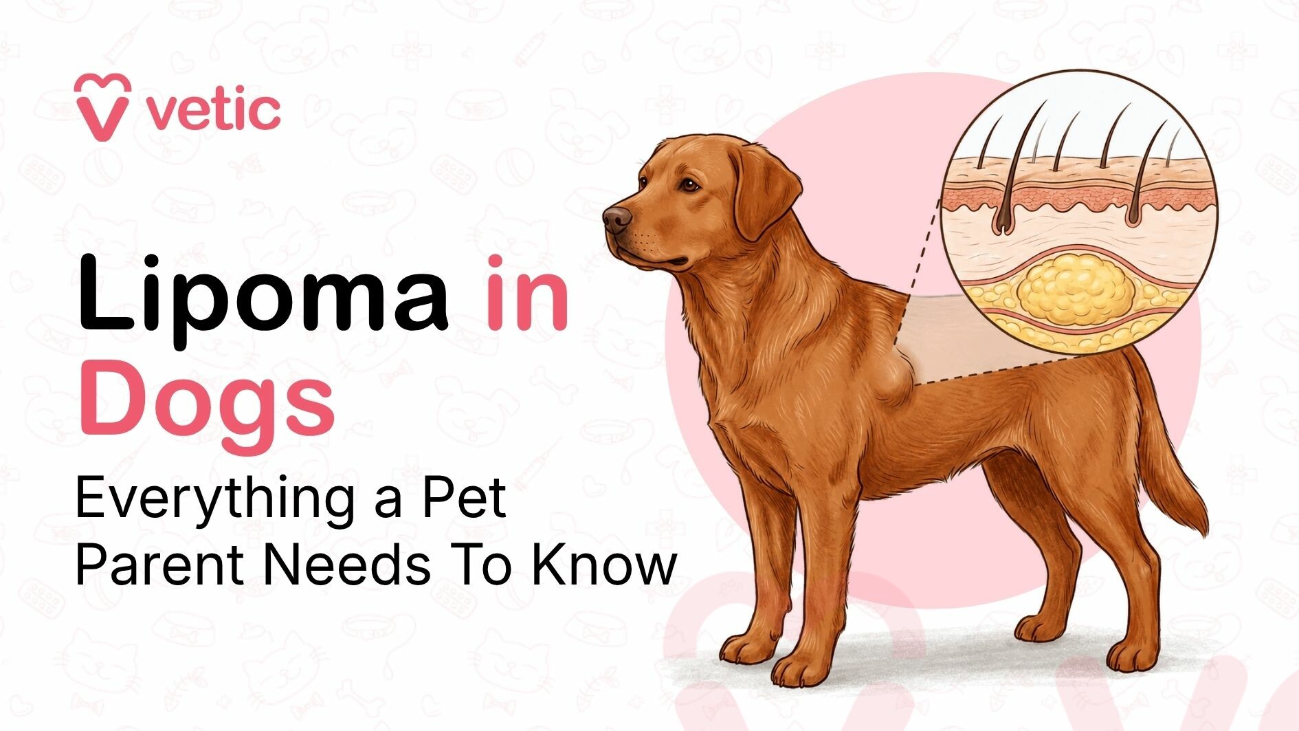 Lipoma in Dogs - Everything a Pet parent needs to know