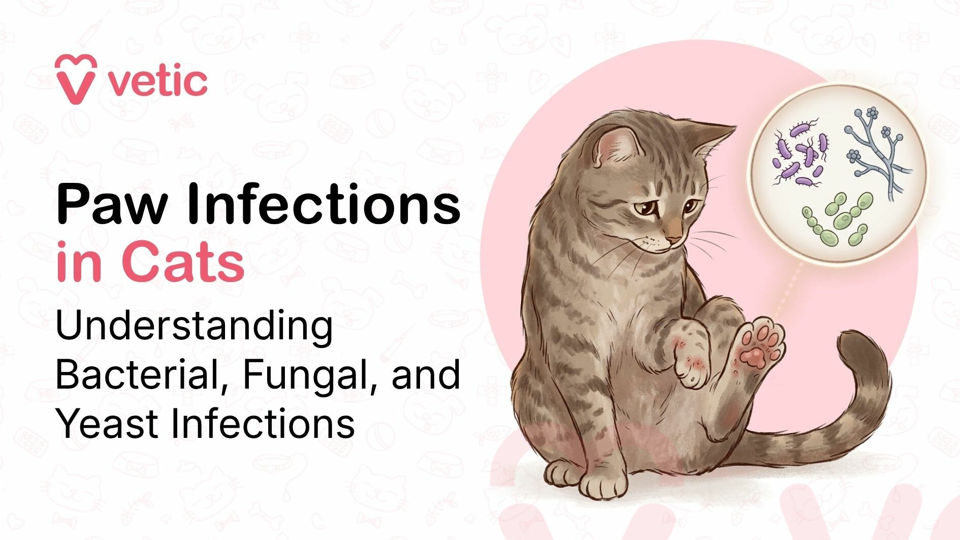 Paw infections in cats showing bacterial, fungal, and yeast infections