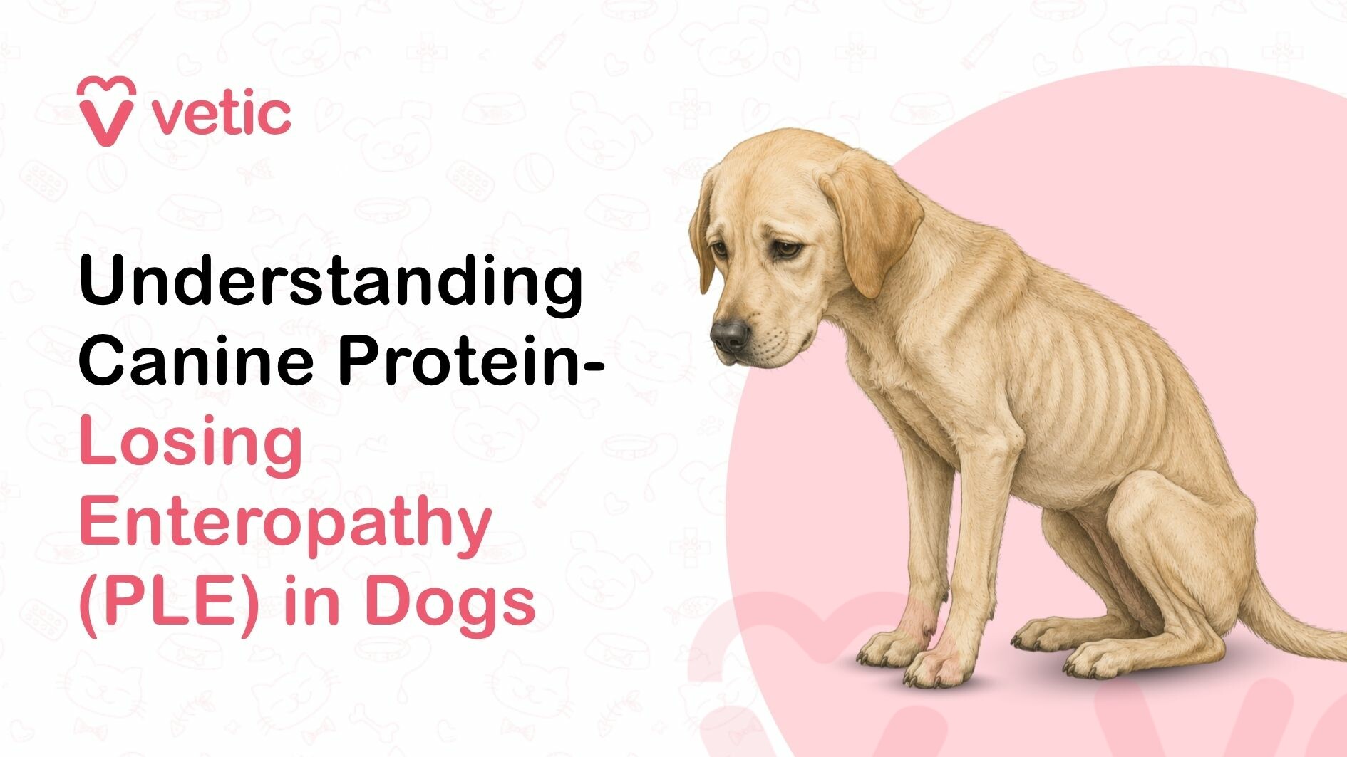causes, symptoms, and dietary treatments of Protein-Losing Enteropathy (PLE) in dogs