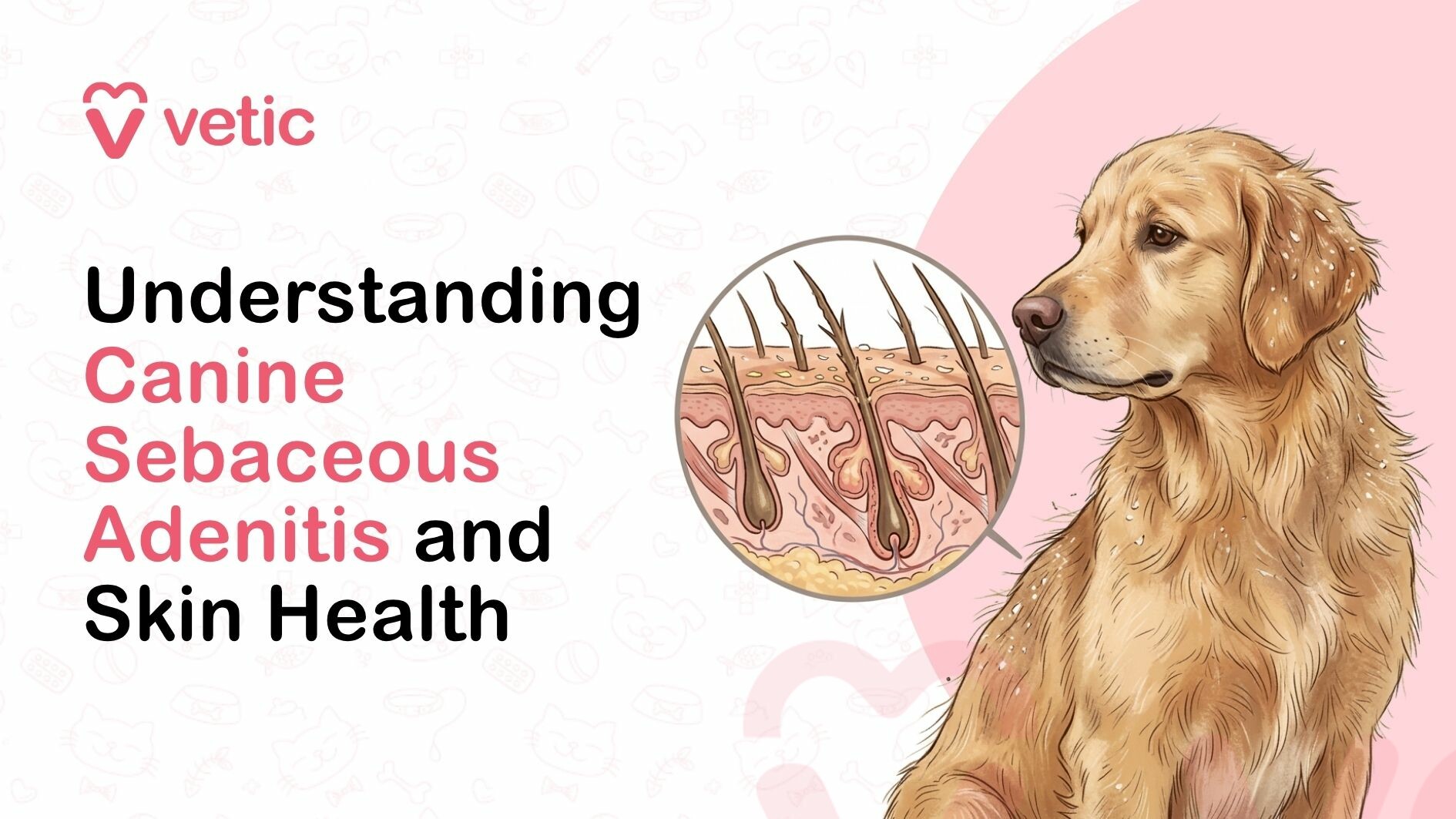 Sebaceous adenitis in dogs showing affected sebaceous glands and skin