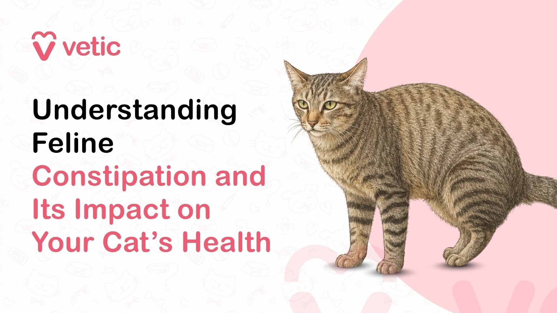 Cat experiencing constipation and digestive discomfort