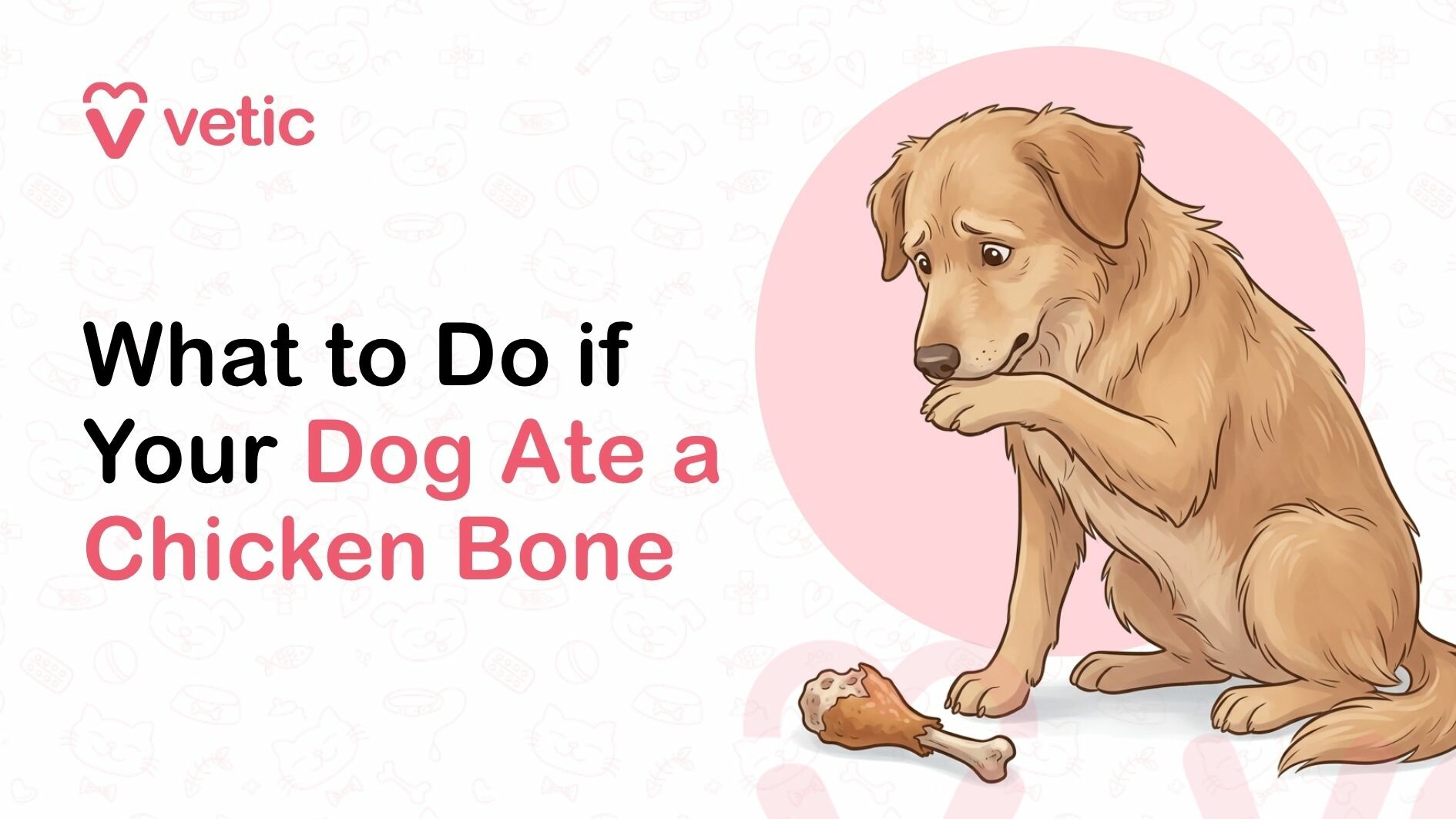 What to do if your dog ate a Chicken Bone?